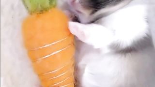 baby rabbit