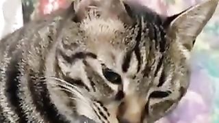 cat drinking water directly
