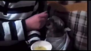 cat being fed
