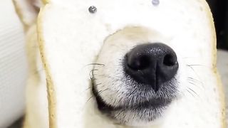 played dog