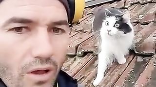 something angry cat