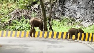 Mother Elephant Uses Trunk To Help Her Baby