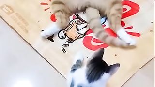 Funny Cats Videos 2