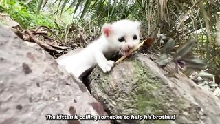 Mother Cat Worried Because Her Kitten Is Showing No Sign Of Life