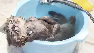 Cute Cats & Funny Cats