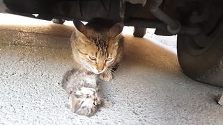 Mother cat's tears for her dead kitten. Anne kedinin ölen yavrusu için döktüğü gözyaşı