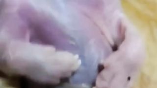 ????Mom cat is crying for her poor little baby???? #cat #sad love is gone????