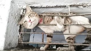 La tête de chat est piégée dans la vitrine en métal ! ????