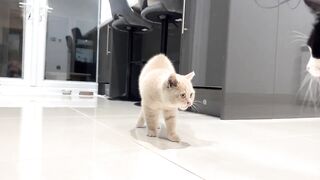 Cat and New Kitten Make Their First Contact
