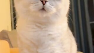 Cat meme & kitten