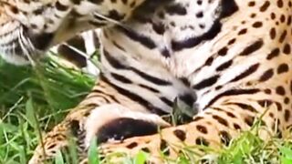 Cute tiger