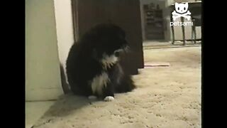 The cat speaks and says Oh Long Johnson