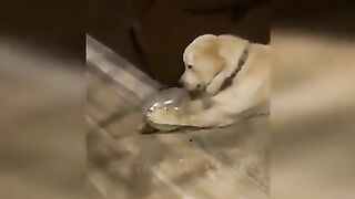 Funny animal