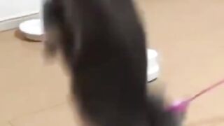 Funny Cats