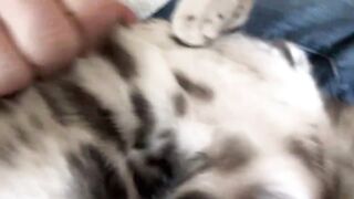 Cute Cats funny Pets and Animals
