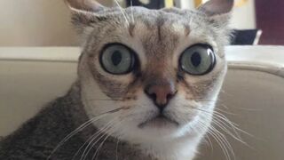 Funny Animals videos compilation