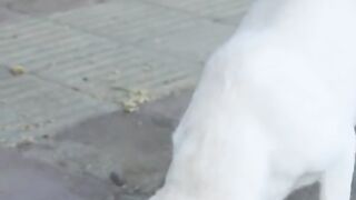 DOG SAVES LIFE OF BLIND MAN