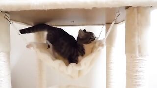 Parent cats also had such a time