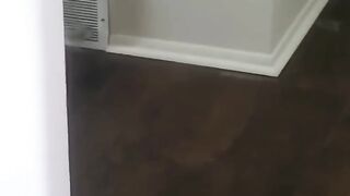 Funny Videos Cats Vs Dogs Compilation