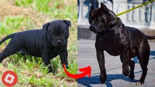 Animals Transformation | I'm a Big Kid Now - Dog Grow Up TikTok