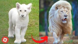 I'm a Big Kid Now - Animals Grow Up From Baby Animals To Adult Animals
