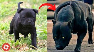 I'm a Big Kid Now - Animals Grow Up From Baby Animals To Adult Animals