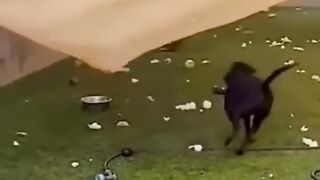 Funny and Adorable Animal Video