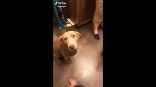 Funny tiktok pets to brighten up your day