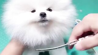 cute & funny dog -tik tok funny dog #shorts