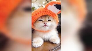 Cat Compilation Part 1