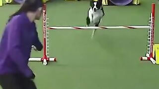 Other dogs vs Magnus. LOL #short #dogs
