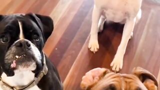 Cute Dogs????????_????Funny ops Moments #Viral Clips????_#shorts Video????__ #trending #animals #funny #reels
