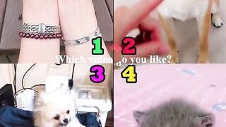 Who's Your Best_ I Need Your Love ???? _ QN TIKTOK #tiktok #shorts #dog #cat