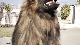 Best.. video animal . dogs