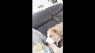 CUTE TIKTOK COMPILATION ADORABLE PETS