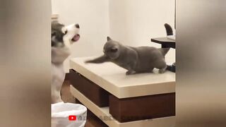 So funny cats compilation 2022 #19 __ so funny cat videos