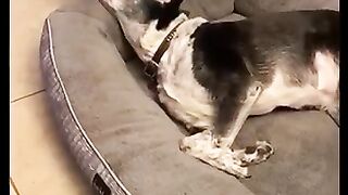 Pet cats videos