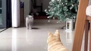 cat prank cat statue