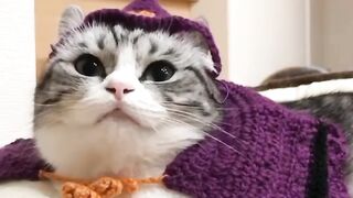 Funny Cat