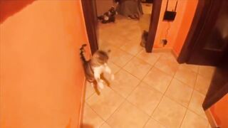 BEST SHOT ON iPhone MEME COMPILATION