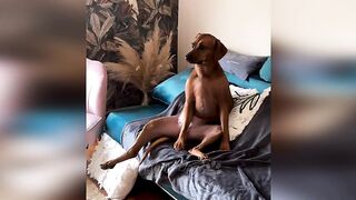 Funniest animals videos, cats videos, animals videos
