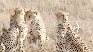 Viral animal funny