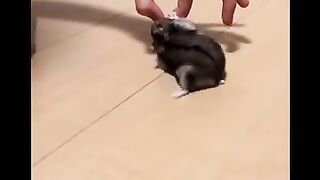 Cute pets video watch full video and enjoy