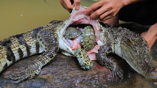Unbelievable Three Turtle in Crocodile Stomach then Cooking Crocodile Recipe in Forest