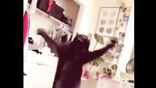 Viral funny animal cat????????????