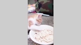 funny animals tiktok