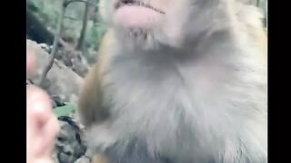 Funny animal video