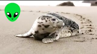 Animal chennel video