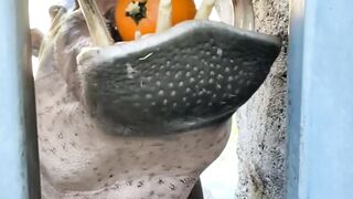 FEEDING THE HIPPOS IS FUN !!