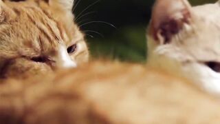 10 types of the most expensive cat in the world